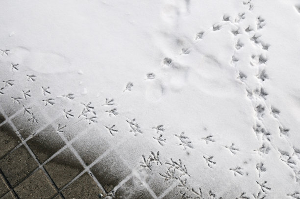 雪地上有鸟的足迹图片下载
