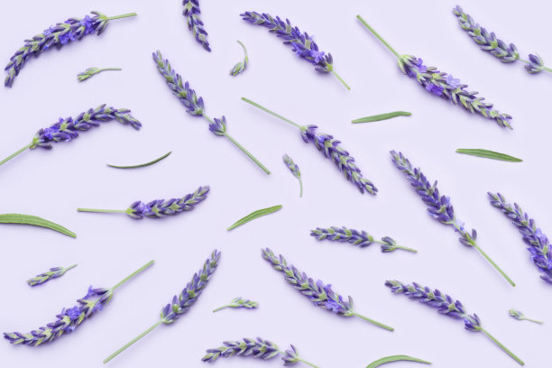 收集的薰衣草花，茎在紫色背景上分离图片下载