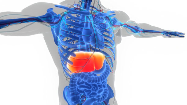 人体内部消化器官肝脏解剖图片下载