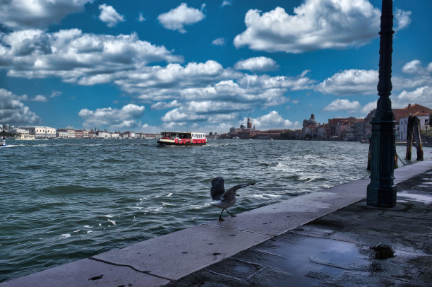 一只海鸥或海鸥家族的海鸟正在威尼斯城市散步图片下载