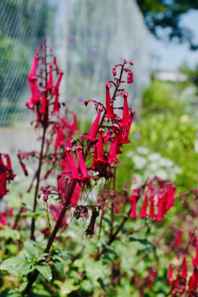 公园里的野花图片下载