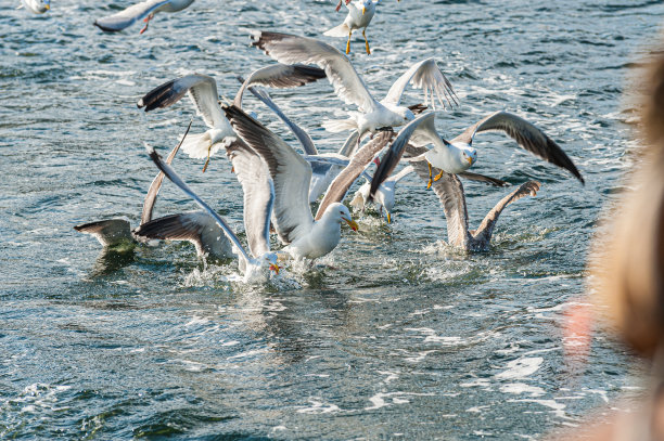海鸥在海上争夺食物。图片下载