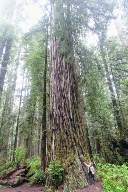 在美国加利福尼亚州新月市外的杰迪戴亚·史密斯红杉州立公园，一名年轻女子站在旁边欣赏一棵巨大的红杉图片下载