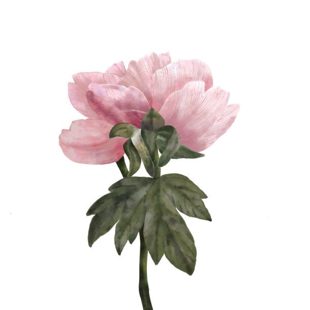 粉红玫瑰花绿叶白色背景图片下载