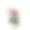 粉红玫瑰花绿叶白色背景图片下载