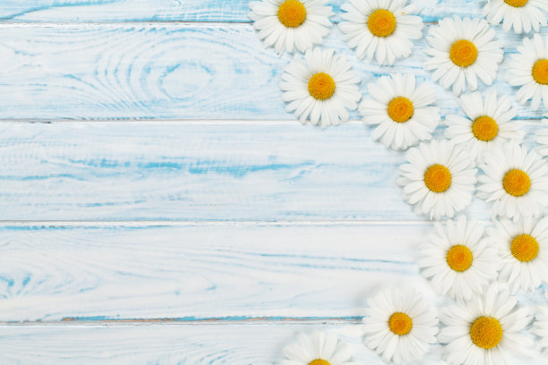 洋甘菊花园花在木制背景图片下载