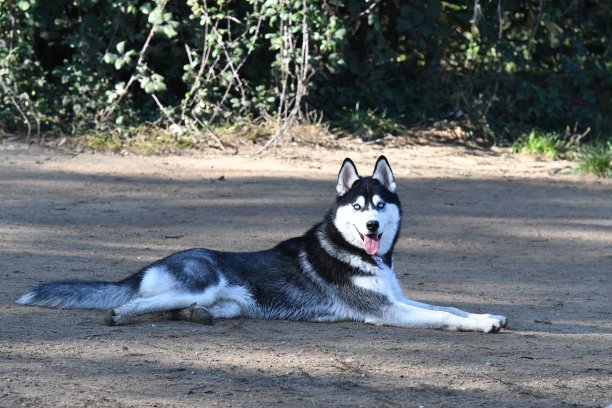 晨曦中的哈士奇图片下载