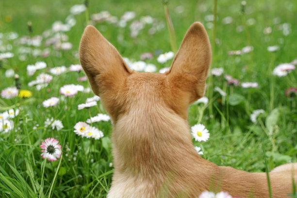 一只红狗的大耳朵，背景是鲜花。图片下载