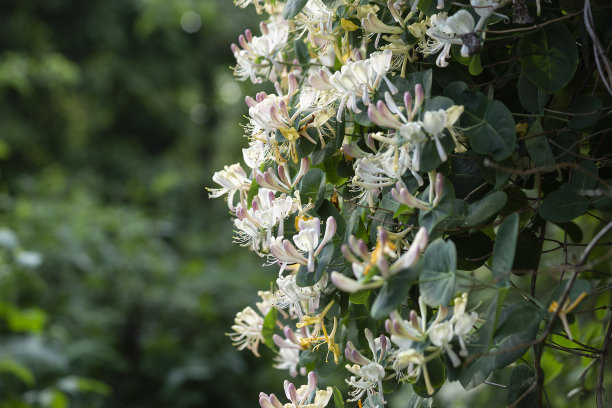 背景的白色，黄色，粉红色的caprifoli花。忍冬科。旅行照片，选择性对焦，背景模糊。图片下载