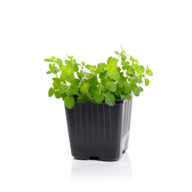 盆栽牛至，孤立在白色背景。健康饮食的草药。素食和素食食物。图片下载