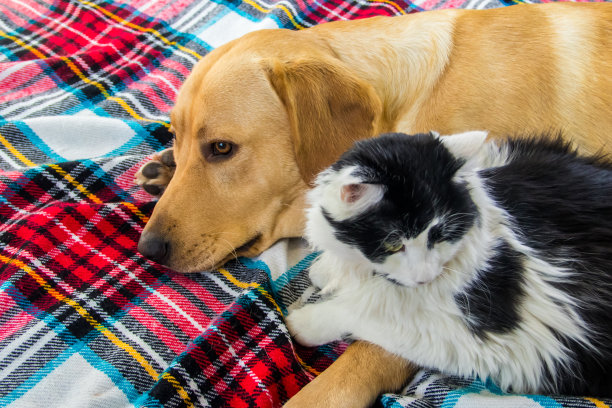 可爱的拉布拉多寻回犬和年轻的毛茸茸的猫在格子格。友谊的宠物图片下载
