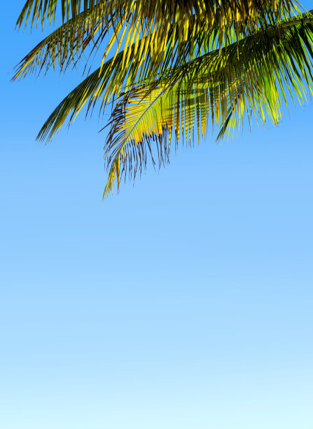 绿色的棕榈树叶子在晴朗的蓝天图片下载