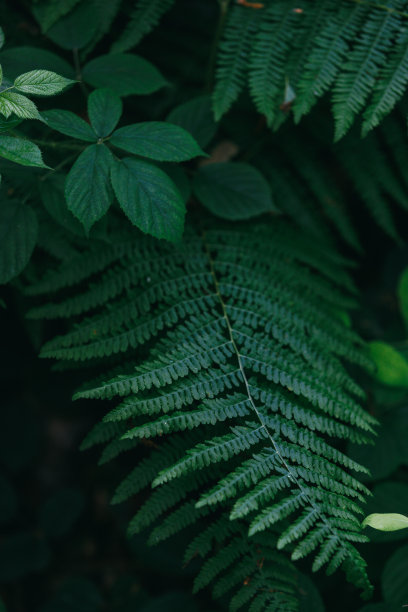 蕨类绿色植被背景图片下载