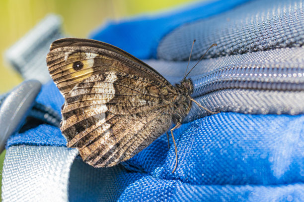杂烩蝴蝶图片下载