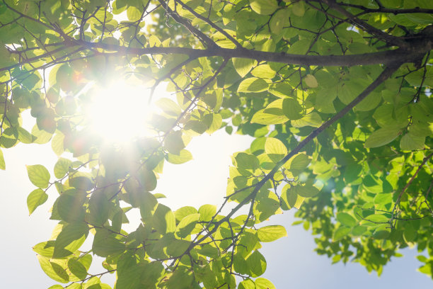 阳光照射的叶子图片下载
