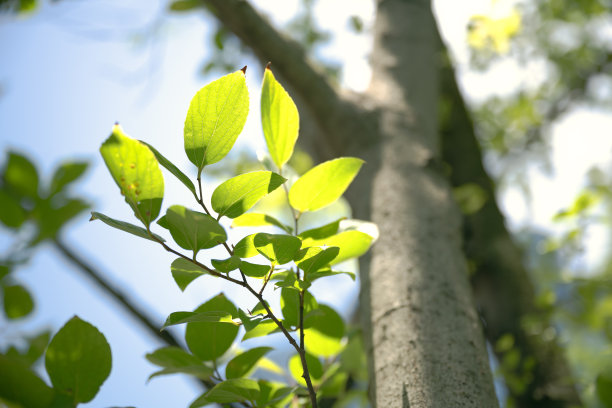 阳光照射的叶子图片下载