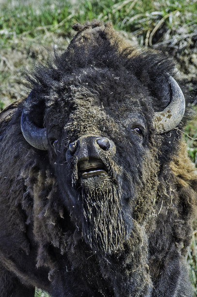 美洲野牛，美洲野牛，是北美草原上的一种动物。黄石国家公园，怀俄明州。特写照片。图片下载