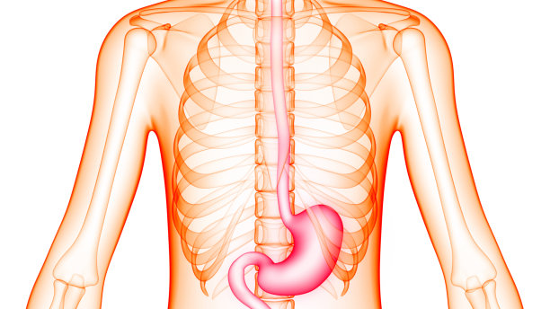 人体消化系统胃解剖学图片下载
