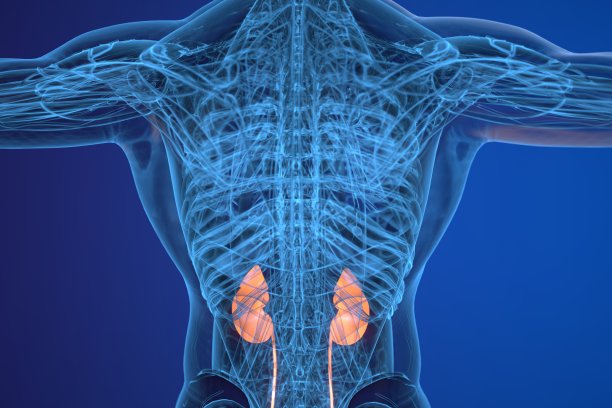 泌尿系统图片下载