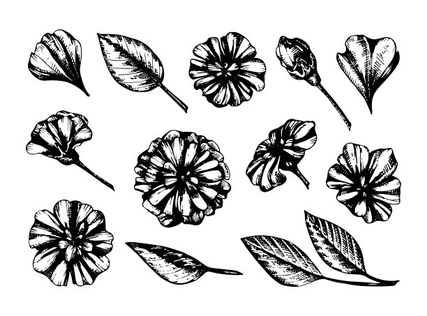 一组雏菊的花瓣和叶子图片下载