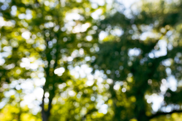 抽象的自然背景。绿色的散景纹理。公园里美丽模糊的夏日树木图片下载