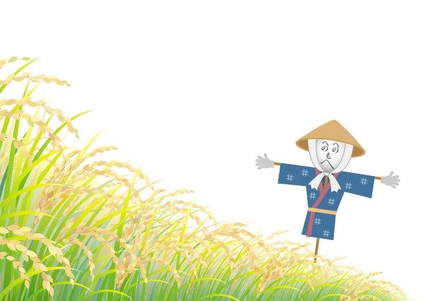 稻田，孤立在白色的背景上。图片下载