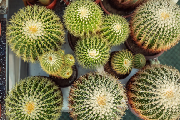 仙人掌温室花园图片下载