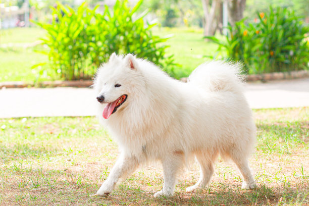 萨摩耶犬在绿色草地上繁殖图片下载