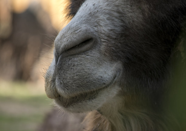 单峰骆驼的特写图片下载