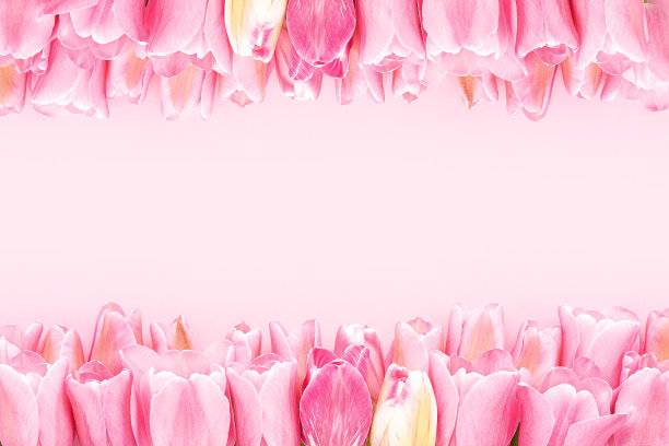 粉红色的郁金香在粉红色的背景。母亲节，情人节，生日庆祝的概念图片下载