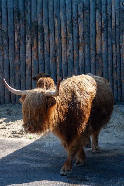 苏格兰高地奶牛，动物园里的动物图片下载