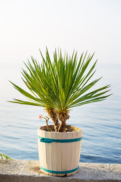 美丽的飞翔咖啡馆里的绿色植物，美丽的设计。太阳、海洋图片下载