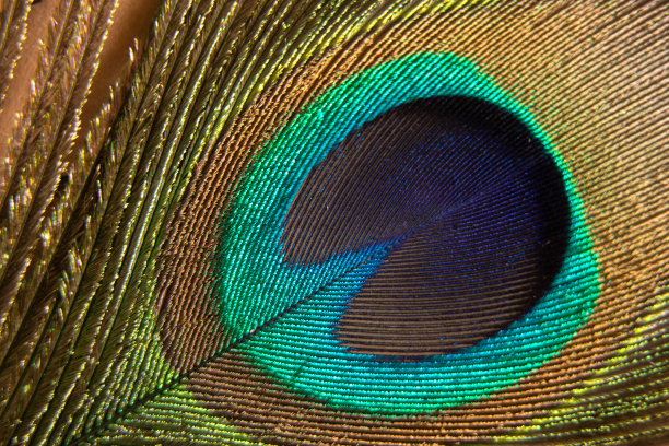 孔雀羽毛特写微距照片图片下载