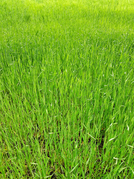 绿色麦田的草地，照片为背景图片下载