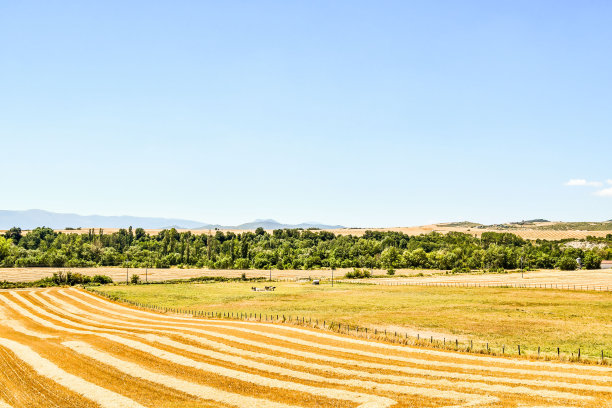 乡村景观与麦田，照片作为背景，在纳瓦拉阿拉贡萨拉戈萨西班牙欧洲图片下载