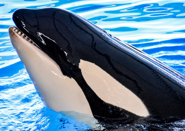 哺乳动物逆戟鲸虎鲸鱼图片下载