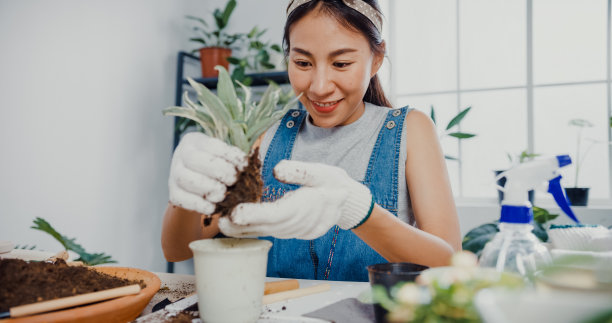 年轻的亚洲妇女在早上在家里移栽植物到新花盆。图片下载