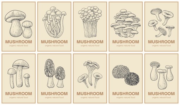 蘑菇的海报。雕刻市场背景。有机天然食品标签。美味的松露或羊肚菌。香槟和牛肝菌的复古风格。矢量黑白食用菌草图集图片下载