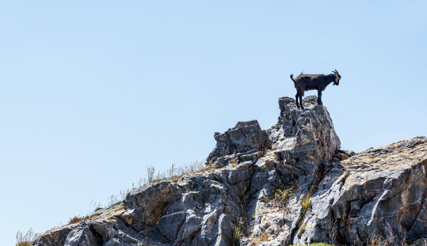 希腊罗德岛，一只黑色的山羊站在岩石上图片下载