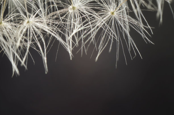 蒲公英种子在黑色的背景。特写镜头。软焦点图片下载