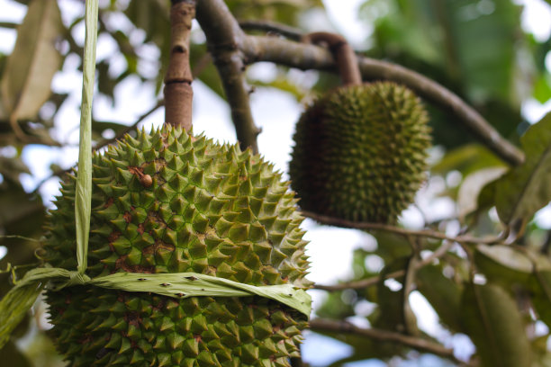 榴莲园的树上挂满了榴莲图片下载