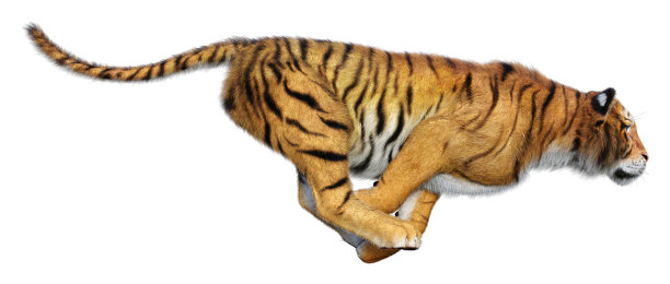 3D渲染大猫老虎在白色图片下载