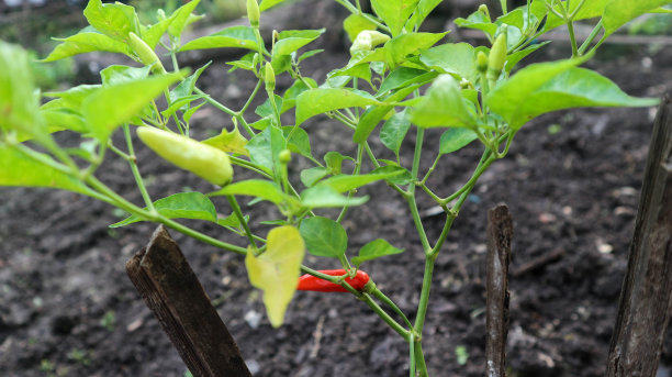 花园里有一棵绿色的辣椒树图片下载