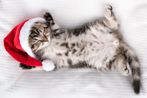 一只棕色的小猫咪躺着睡觉，它戴着红色的圣诞帽，背景是浅色的图片下载