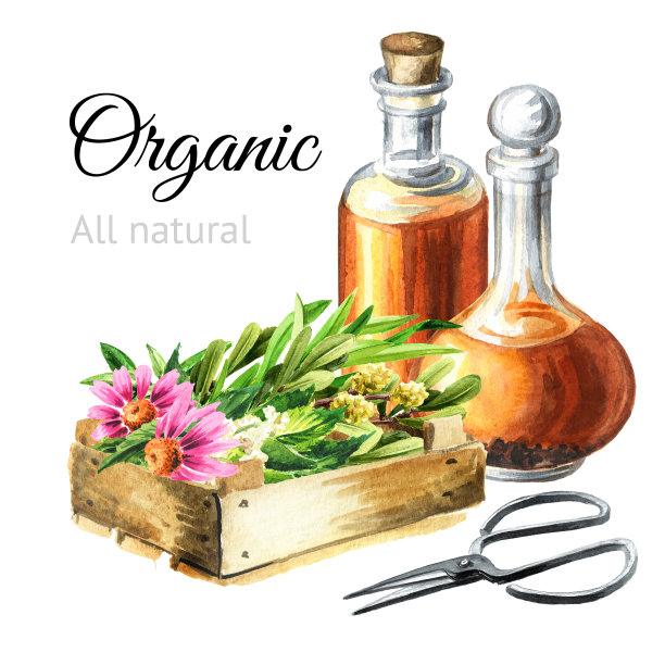 药用植物为草药自制有机酊剂。代医、采收草药。手绘水彩插图孤立在白色背景图片下载