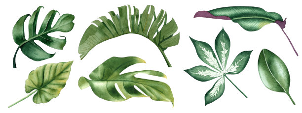 手绘水彩热带植物设置。奇异的植物。图片下载