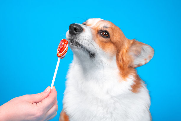 可爱的柯基犬若有所思地嗅着棒棒糖。对训练中的狗进行治疗。主人手里拿着美味的食物，劝说狗狗去看兽医或梳洗。手里拿着一根棒棒糖。图片下载