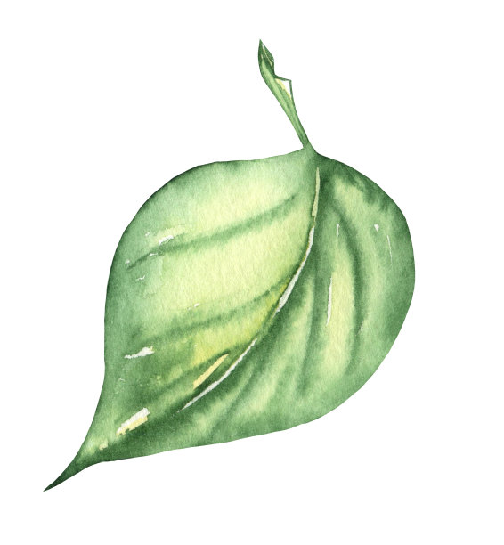 鲜艳多彩的秋叶。水彩插图下降图片下载