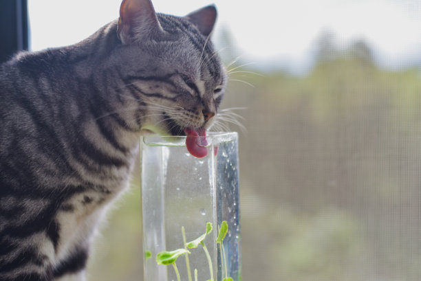 猫喝水图片下载