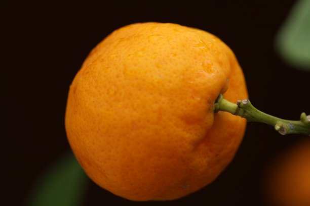 灌木上的金桔图片下载